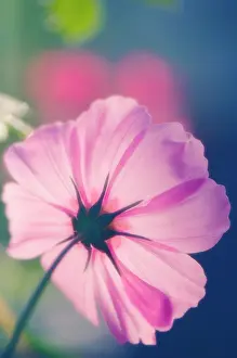 Bipinnatus: Cosmos