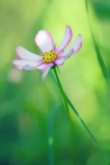 Bipinnatus: Cosmos