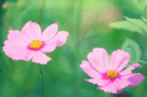 Bipinnatus: Cosmos