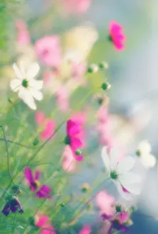 Bipinnatus: Cosmos