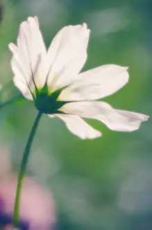 Bipinnatus: Cosmos