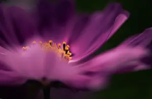 Bipinnatus: Cosmos