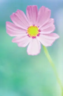 Bipinnatus: Cosmos
