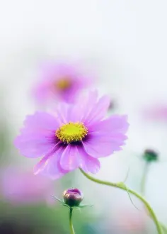 Bipinnatus: Cosmos