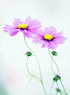 Weak: Cosmos