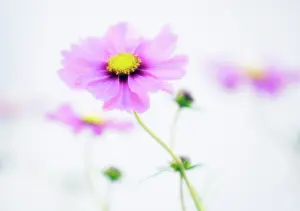 Bipinnatus: Cosmos