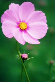 Nurturing: Cosmos