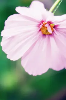 Bipinnatus: Cosmos