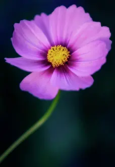 Bipinnatus: Cosmos