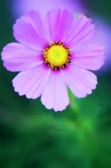 Cosmos: Cosmos