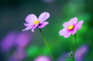 Cosmos: Cosmos