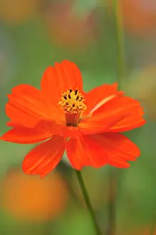 Cosmos: Cosmos