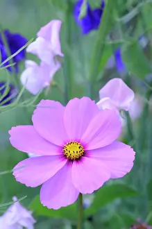 Latifolius: Cosmos