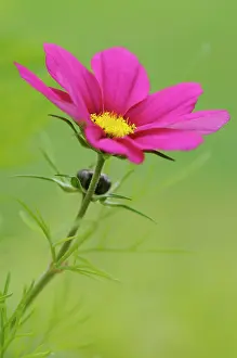 Cosmos: Cosmos