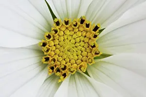 Cosmos: Cosmos