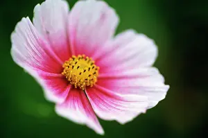 Cosmos: Cosmos