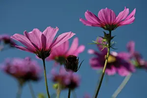 Optimism: Cosmos