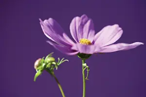 Strive: Cosmos