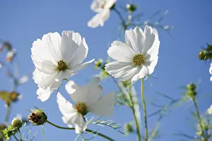Cosmos: Cosmos