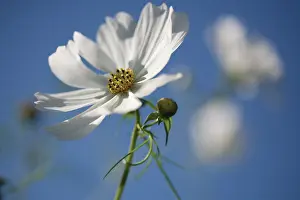 Strive: Cosmos