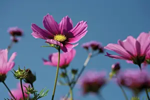 Strive: Cosmos