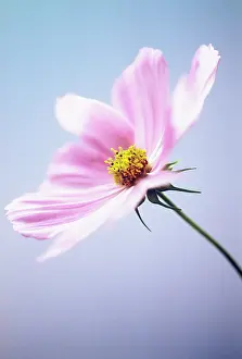 Cosmos: Cosmos