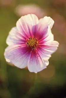 Imaginary: Cosmos