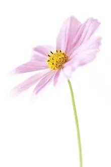 Fragile: Cosmos