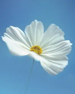 Splendid: Cosmos