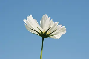 Pure: Cosmos