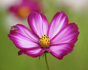 Relationship: Cosmos bipinnatus Candy Stripe flower with a hoverfly perc