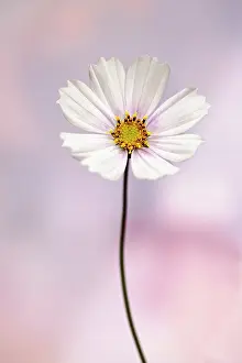 Cosmos: Cosmos bipinnatus Daydream, Front view of one