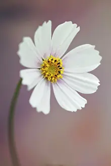 Cosmos: Cosmos bipinnatus Daydream, Front view of one