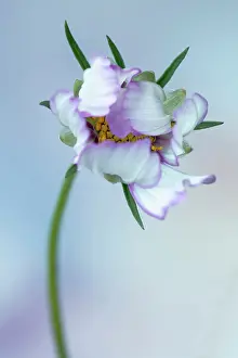 Cosmos: Cosmos bipinnatus Daydream, Front view of one