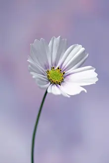 Cosmos: Cosmos bipinnatus Daydream, Front view of one