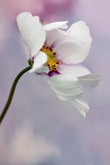 Cosmos: Cosmos bipinnatus Daydream, Side view of one flower