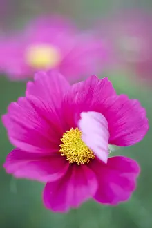Norfolk: Cosmos bipinnatus Dazzler - Norfolk UK