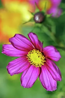 Cosmos: Cosmos bipinnatus flower with bud against soft focus yellow