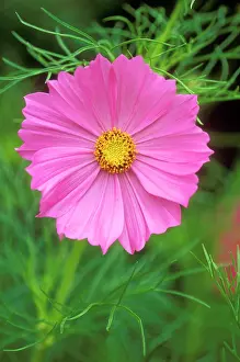 Bipinnatus: Cosmos Bipinnatus - Psycho. July flowering