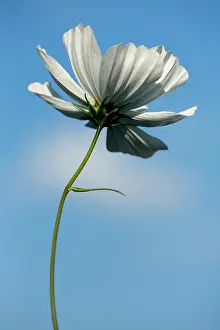 Leadership: Cosmos bipinnatus Purity seen from underneath against blue