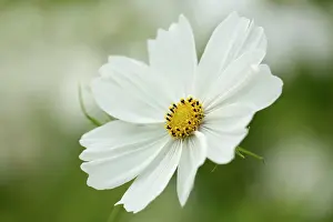 Showy: Cosmos bipinnatus Purity, single flower showing the yellow