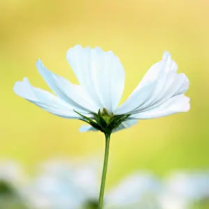 Enhanced: Cosmos bipinnatus Purity against a warm yellow background