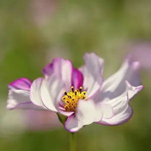Showy: Cosmos bipinnatus Rose Picotee showing its curled striped