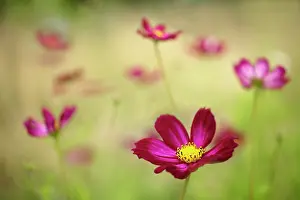 Ordinary: Cosmos bipinnatus Rubenza, a deep ruby red flower with oth