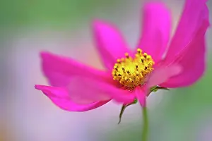 Cosmos: Cosmos bipinnatus, shot from side revealing pollen coverd ye