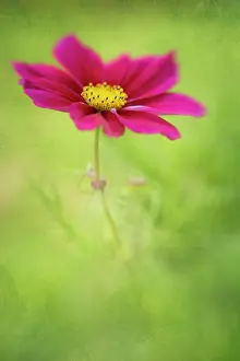 Cosmos: Cosmos bipinnatus, side view of a single deep red flower of