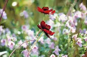 Varieties: Cosmos, Chocolate cosmos