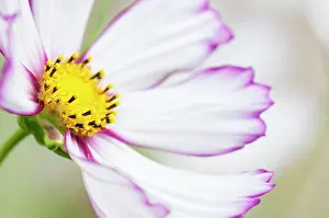 Cosmos: Cosmos, Close up showing pink tipped petals and