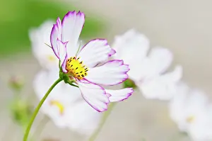 Cosmos: Cosmos, Close up showing pink tipped petals and