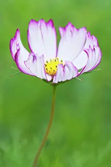 Cosmos: Cosmos, Close up showing pink tipped petals and